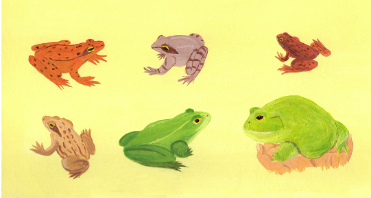 album jeunesse livre enfant grenouille illustration amphibien nature vie petit grand
