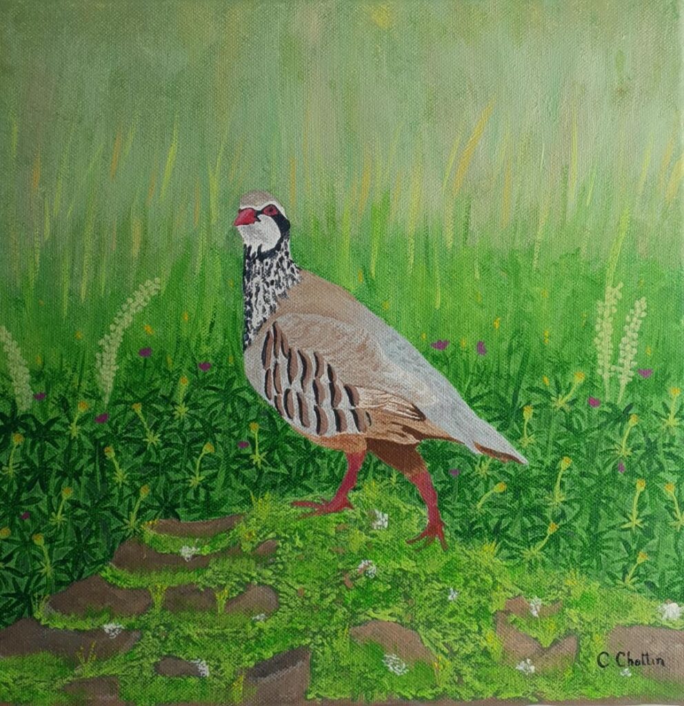tableau peinture acrylique illustration perdrix sauvage nature environnement animaux
